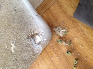 Pet Damaged Carpet on a Stair in Ahwatukee