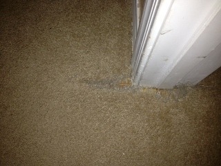 Buckeye Carpet Repairs in Doorways