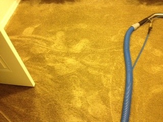 Cleaning Carpets in Goodyear