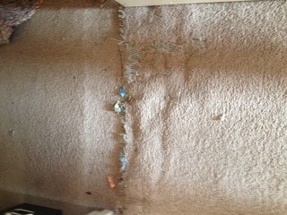 Doorway Pet Damaged Carpet Repair in Apache Junction