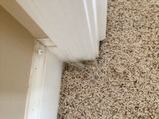 Carpet Repair Laveen