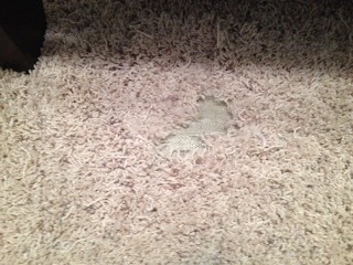 Pet Damaged Carpet Repair in Goodyear