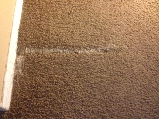 Pet Damaged Carpet Repairs in Glendale
