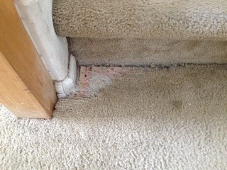 Pet Damaged Carpet at Stairs in Avondale