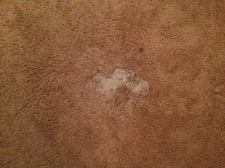 Glendale Carpet Patch Repair from Pet Damage