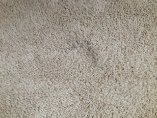 Glendale Carpet Patch