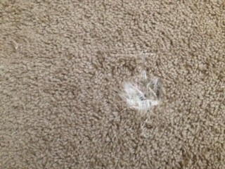 Pet Damaged Carpet Repairs