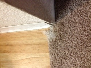 carpet repair Pet Damage