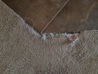Buckeye Carpet Repair