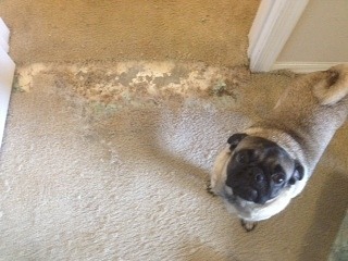 Avondale Pet Damage Carpet Repair