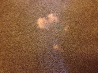 Bleach stain Carpet Repair Job