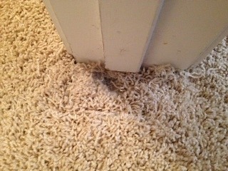 Carpet repair pet damage repair work