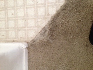 My Dog Damaged My Carpet