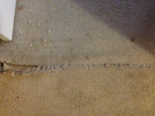 Phoenix Pet Damage Carpet Repair
