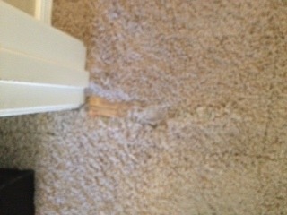 Pet Damaged Carpet Repair Phoenix