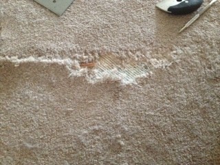 Pet Damage Carpet Repairs