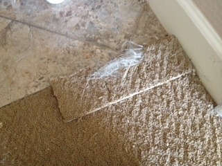 Pet Damage Carpet Scottsdale