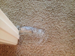 Pet Damaged Carpet Repairs Phoenix