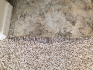 Phoenix Carpet Repair from Pet Damage