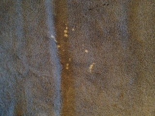 Help!  I Spilled Bleach on My Carpet