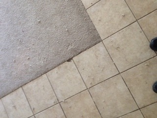 My Carpet is Messed Up Near My Tile