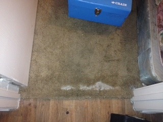 Carpet Damage Beside Wood Floor