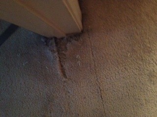 My Dog Ate My Carpet!