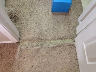 Scottsdale Pet Damage Fraying Carpet