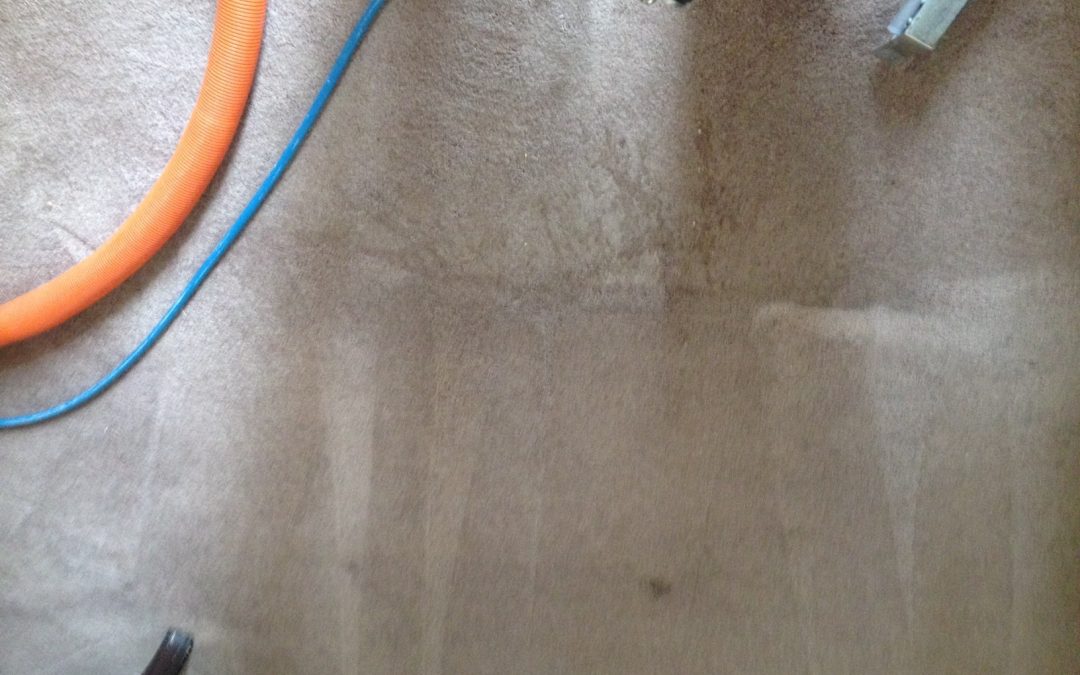 Same day carpet cleaning service in Goodyear, Az