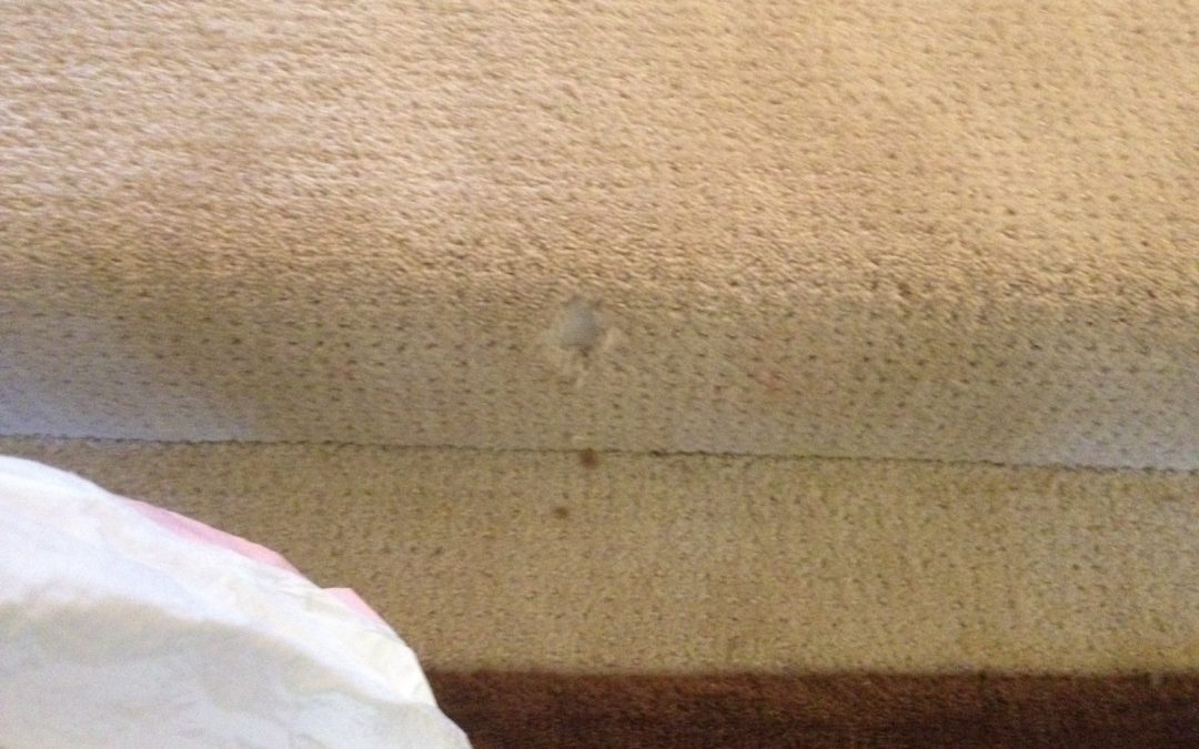 Certified Carpet Repair and Cleaning in Phoenix, Az