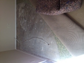 Carpet Cleaners in Scottsdale