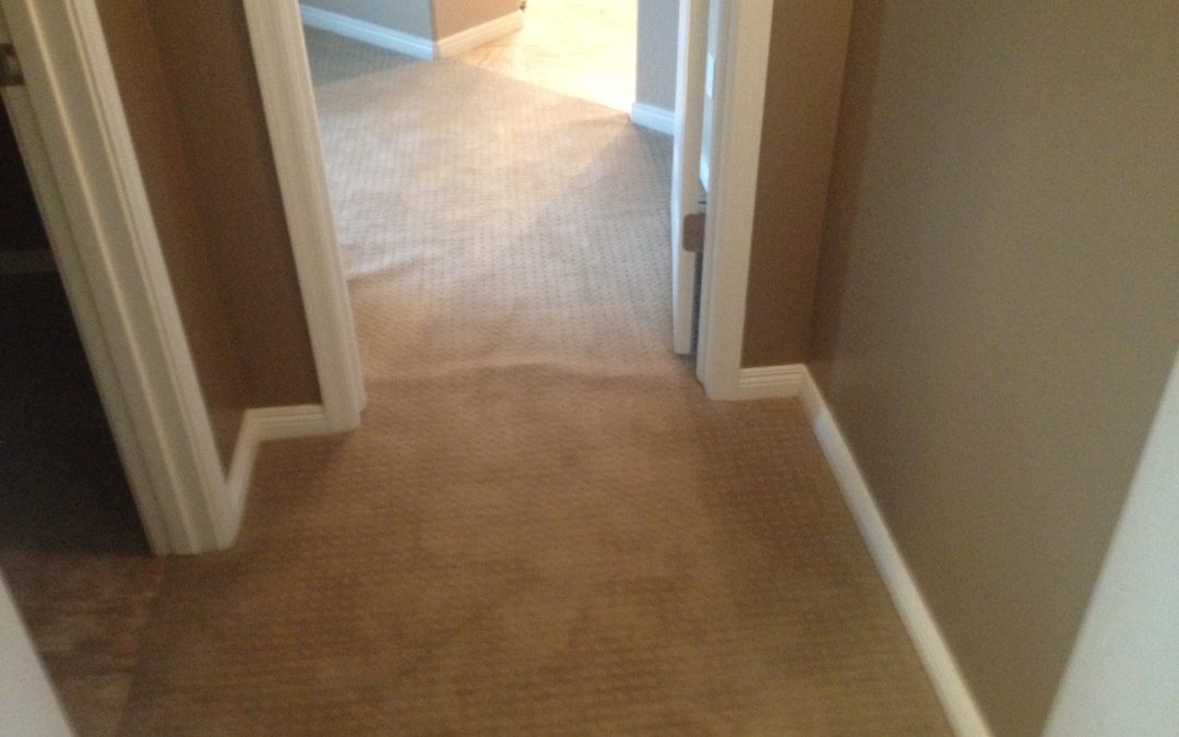 Berber Carpet Cleaning Experts