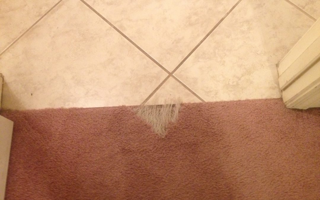 Sun City Same Day Carpet Repair And Cleaning