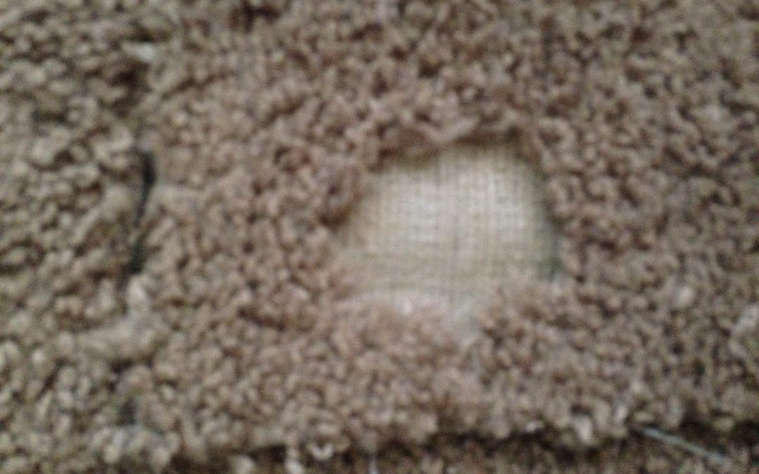 Dog Dug a Hole in My Carpet!