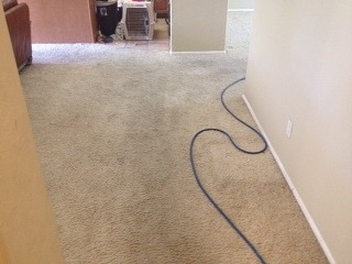 Clean Carpets in Phoenix!