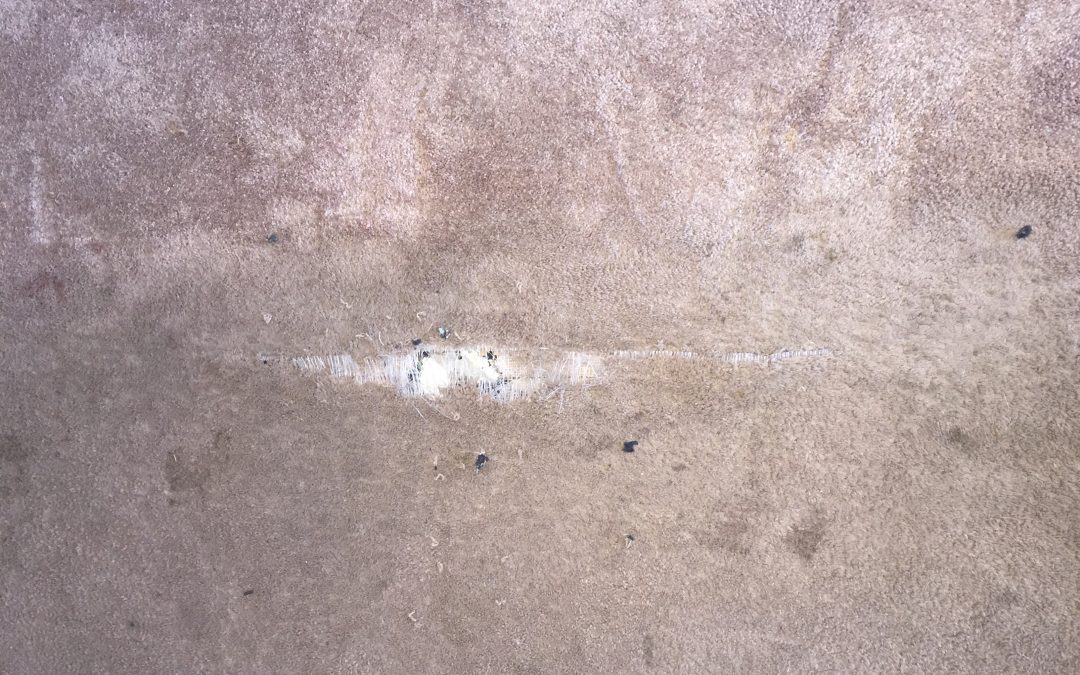 Phoenix Pet Damage Carpet Repair In Doorway