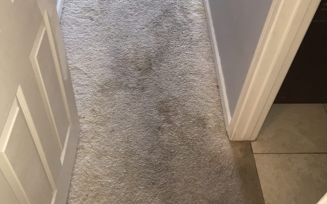 Carpet Repair and Cleaning in Phoenix, Az