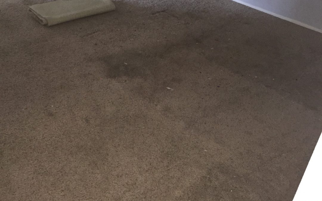 Cleaning Carpets in Phoenix