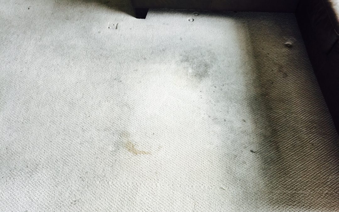 Phoenix High-Rise Condo Carpet Cleaning