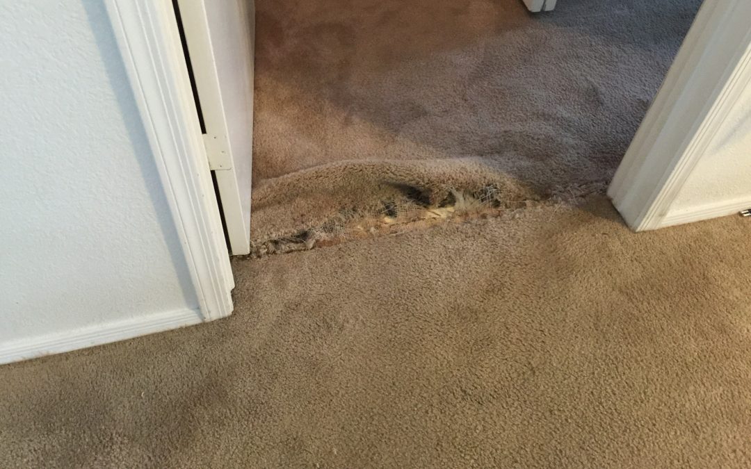 Repairing Pet Damage in Chandler, AZ