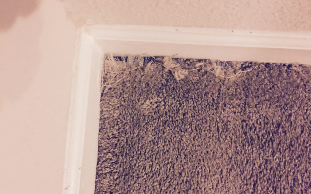 Close Corners: Repairing Carpet in Phoenix