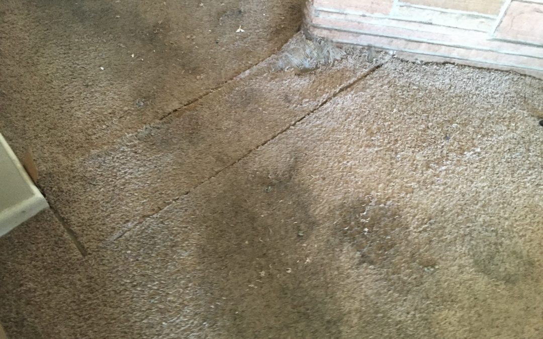 Carpet Seam Repair in Phoenix, AZ