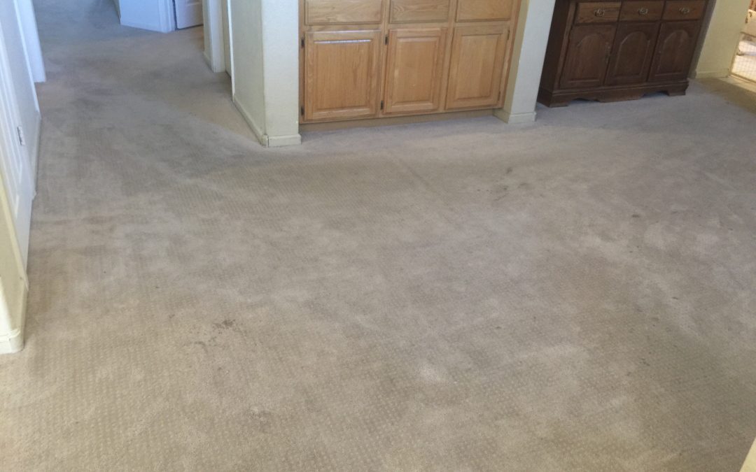 Pet Enzyme Treatment: Scottsdale Carpet Cleaning