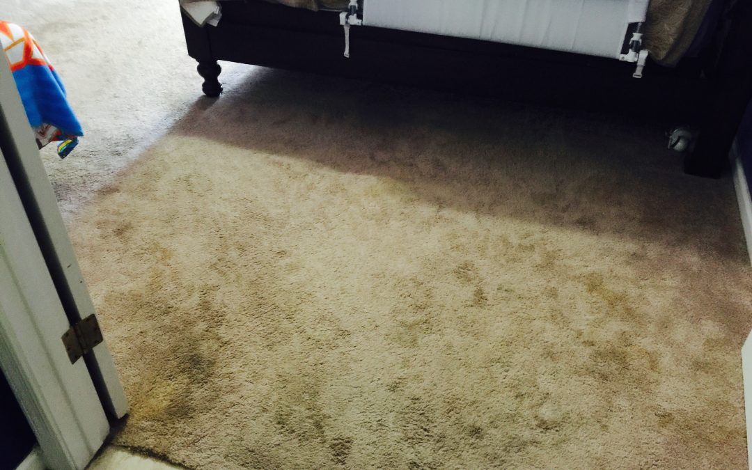 Phoenix, AZ: Professional Carpet Cleaning