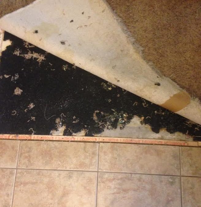Gilbert, AZ: Carpet Repair Specialist