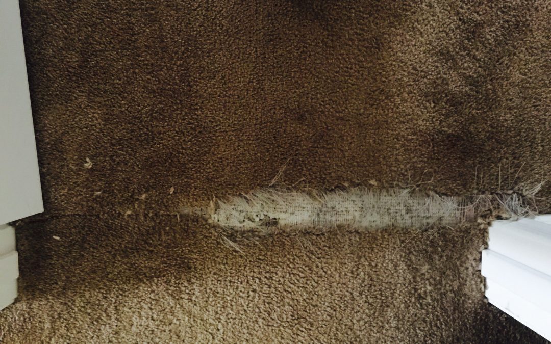 Buckeye, AZ: Repairing Carpet in Doorway