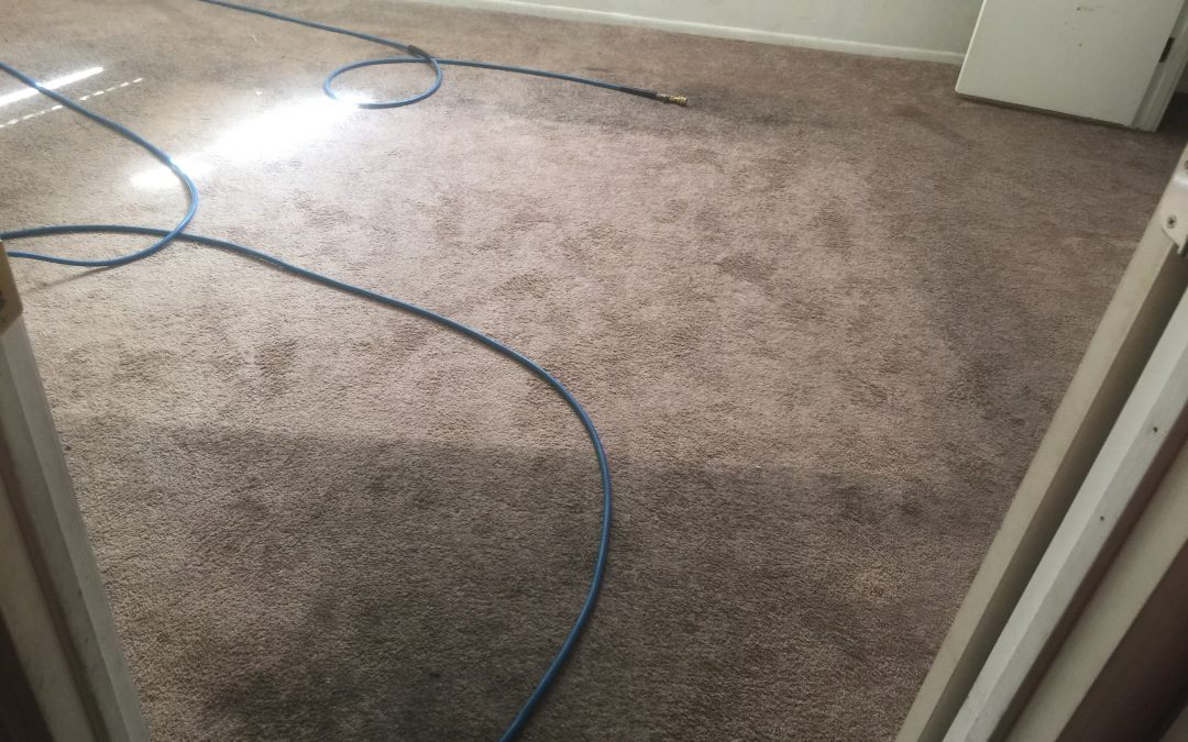 Steam Cleaning Carpet in Phoenix