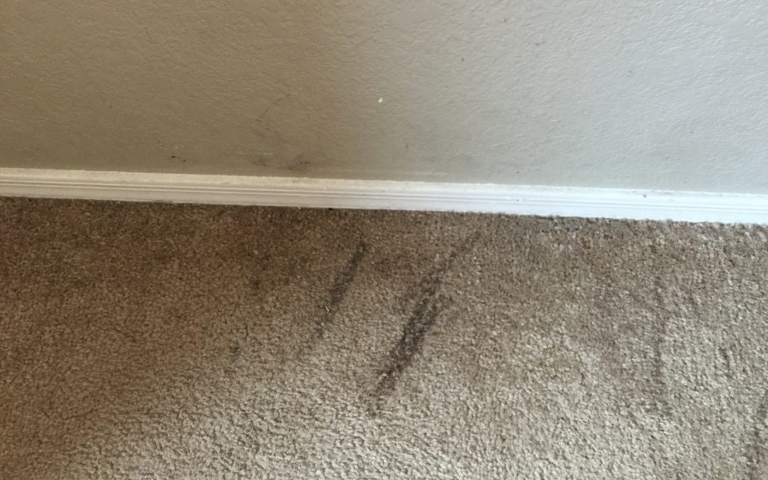 Carpet Repair: Burns From Hair Straightener on Carpet
