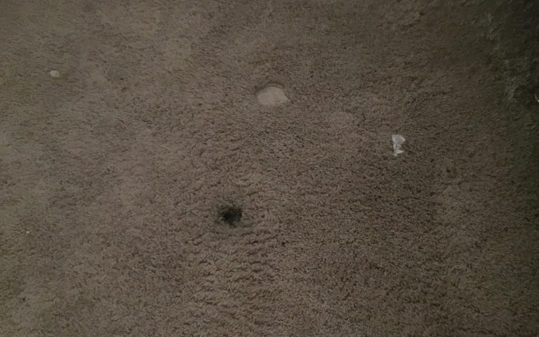 Phoenix, AZ: Repairing Burn Mark in Carpet