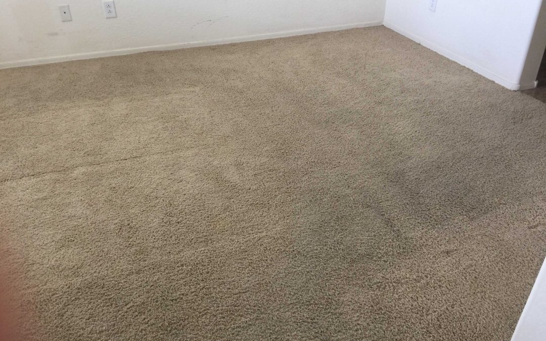 Professional Carpet Cleaning in Peoria, AZ